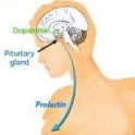 Προλακτίνη: Ποια τα συμπτώματα της; Επηρεάζει την γονιμότητα; Θεραπεία!